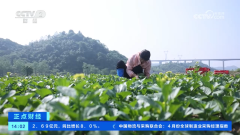 蔬菜供应根本结实 全国蔬菜价钱下降